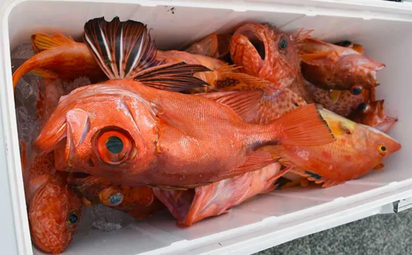 釣り初心者が最初に買うべき竿はシーバスロッド】 理由をベテランが