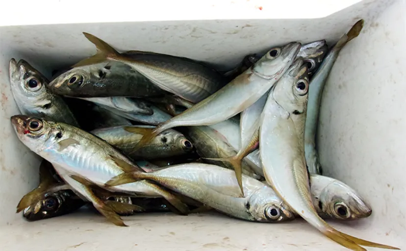 『とっとパーク小島』でのサビキ釣りで中型アジが大漁【大阪】ノマセの青物狙いは不発
