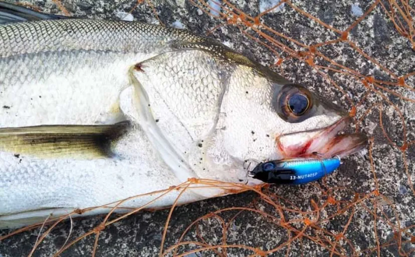 春のシーバスゲームの難敵【ハクパターンを攻略!】小さいルアーを使用するだけではダメ?
