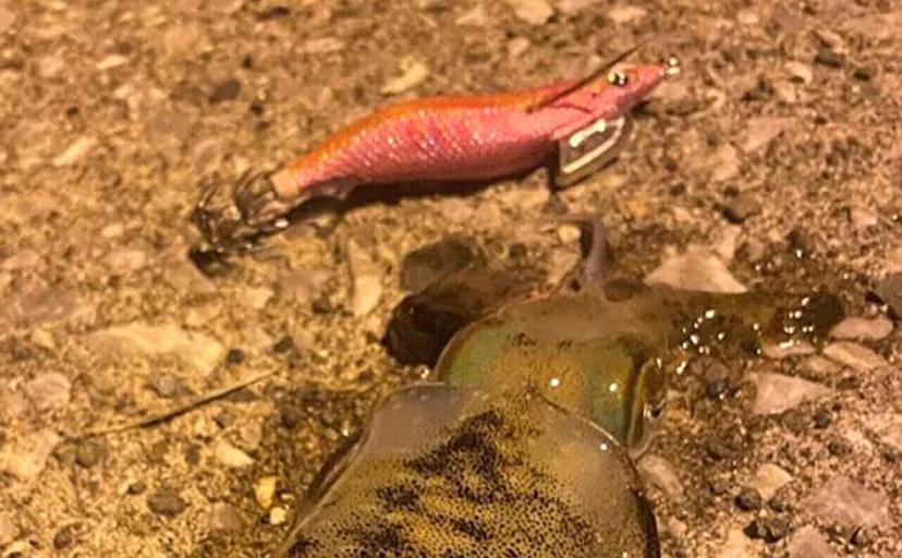 冬の爆風エギングで良型アオリイカをキャッチ【熊本・下天草】常夜灯周りで連続ヒット