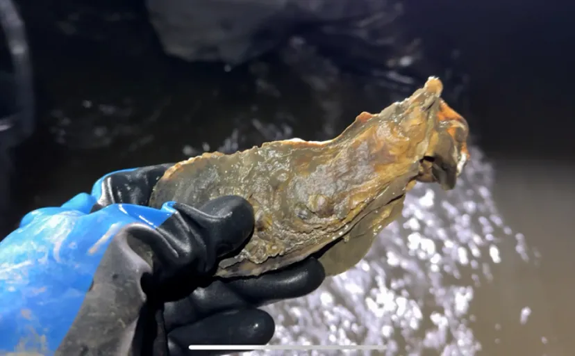 「幻の絶品牡蠣?」有明海にだけ棲息する美味なカキ『スミノエガキ』とは