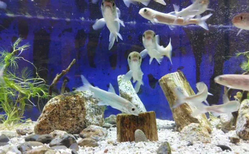 「釣行前の準備が重要?」渓流で魚を釣ってから水槽に移すまでの全8ステップを解説