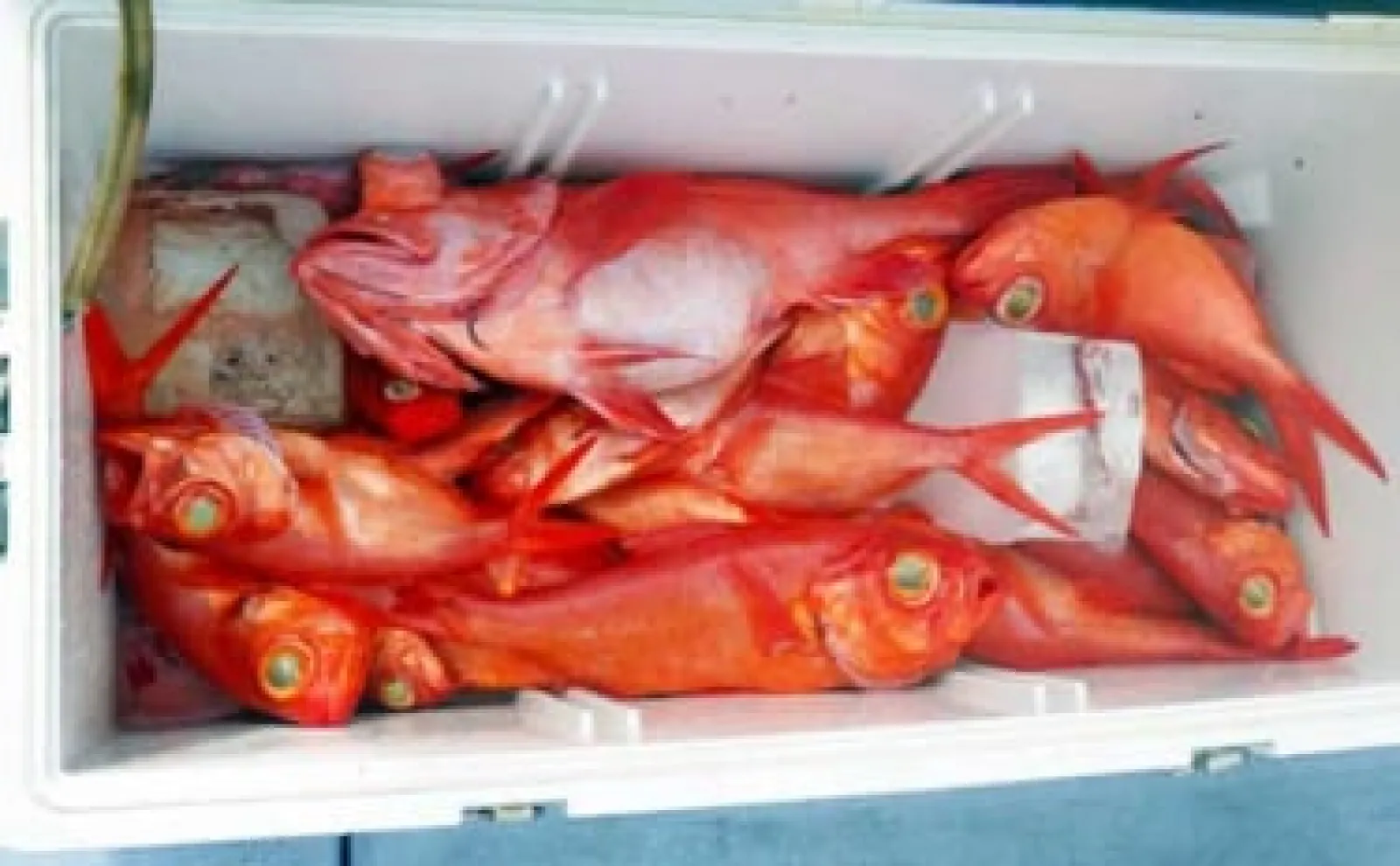 大原沖の深海釣りで本命『メヌケ』を捕獲成功【大原・鈴栄丸】ゲストに