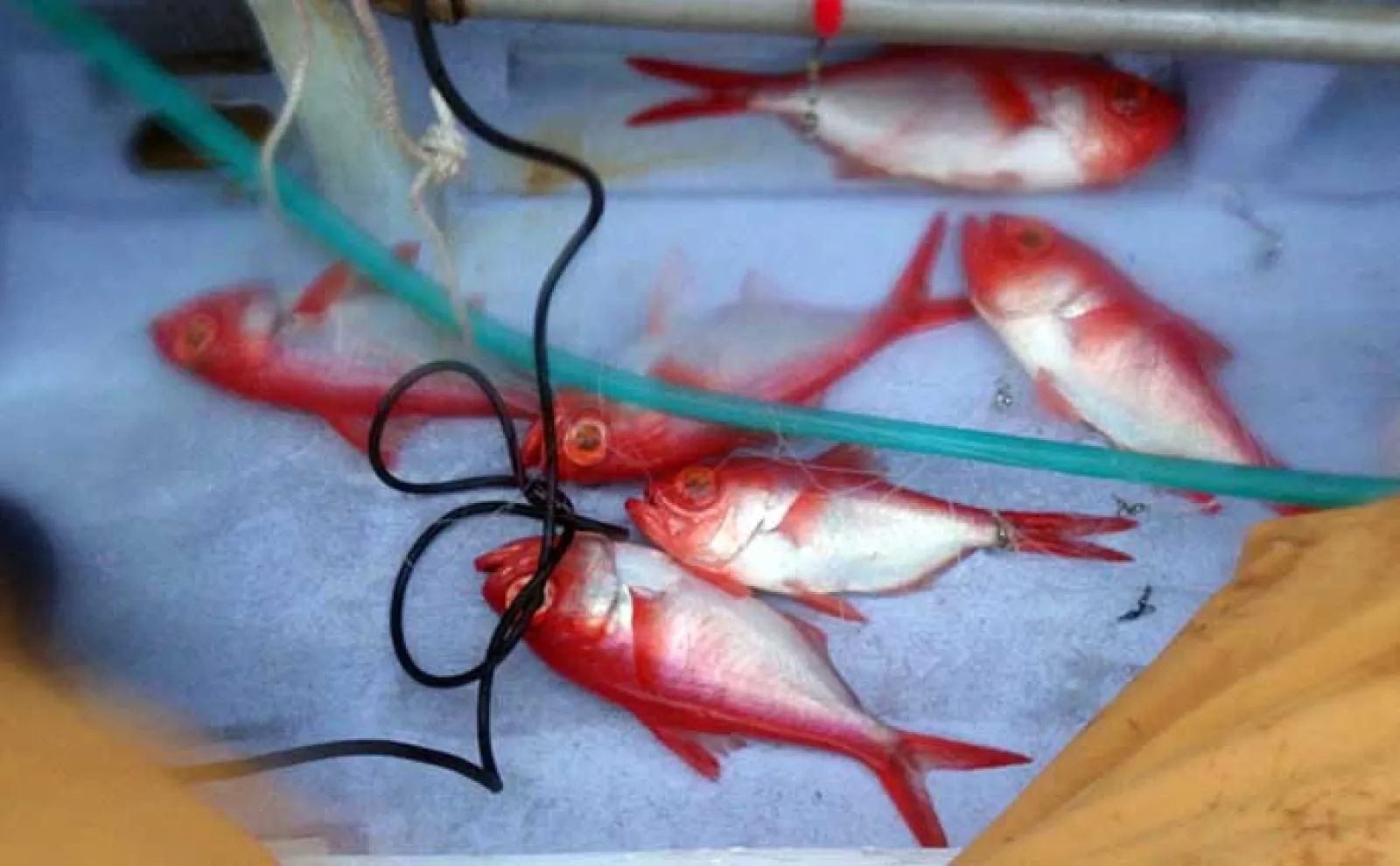 大原沖の深海釣りで本命『メヌケ』を捕獲成功【大原・鈴栄丸】ゲストに