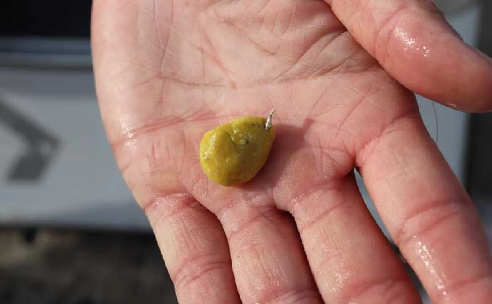 「春の釣り堀は難しい？」食い渋り時の海上釣り堀の攻略法を徹底解説