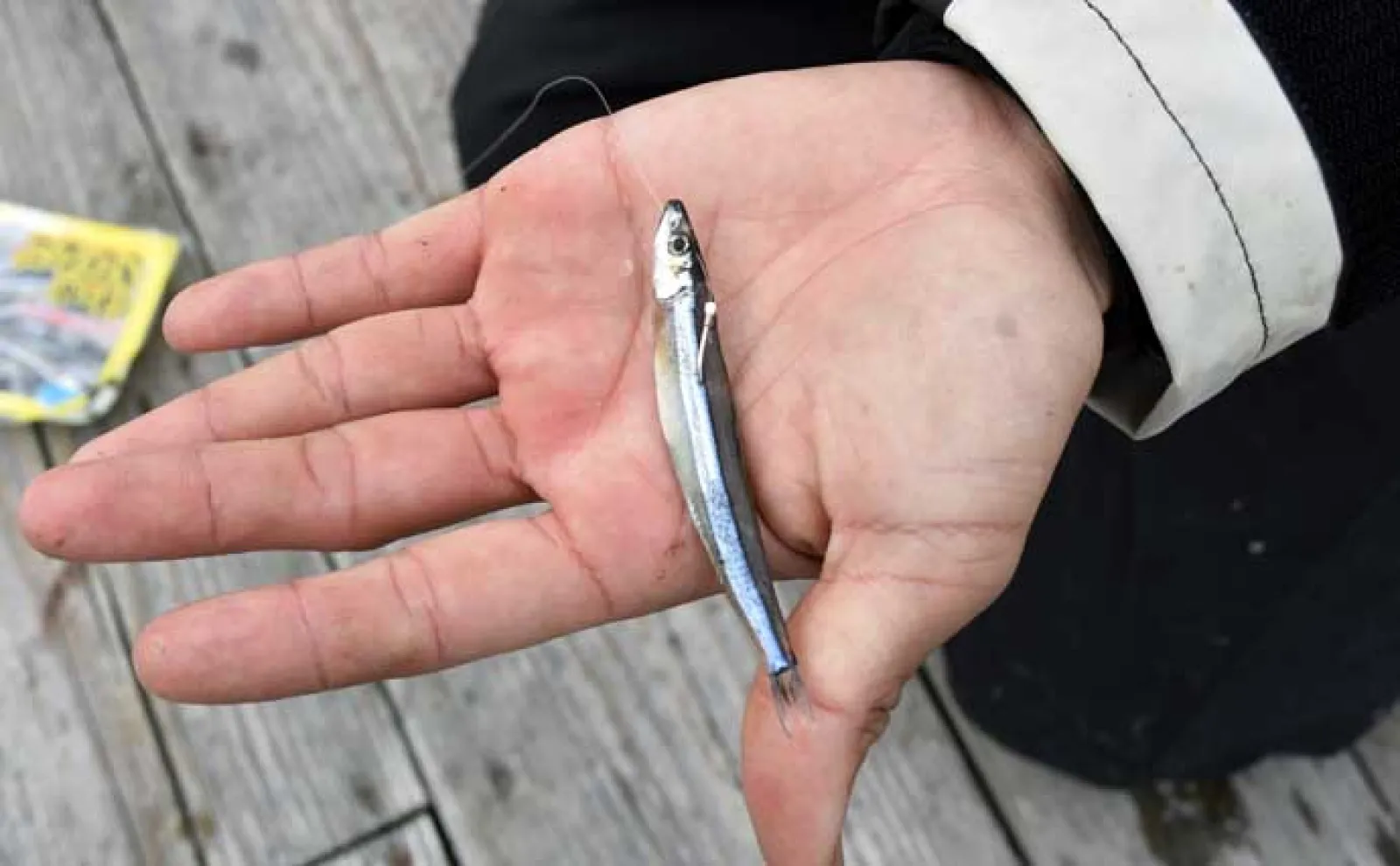 「春の釣り堀は難しい？」食い渋り時の海上釣り堀の攻略法を徹底解説