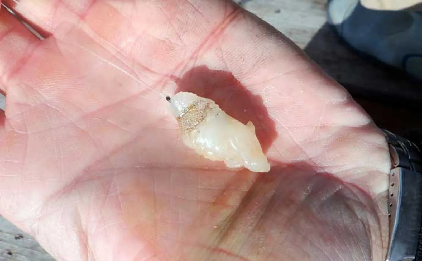 「春の釣り堀は難しい？」食い渋り時の海上釣り堀の攻略法を徹底解説