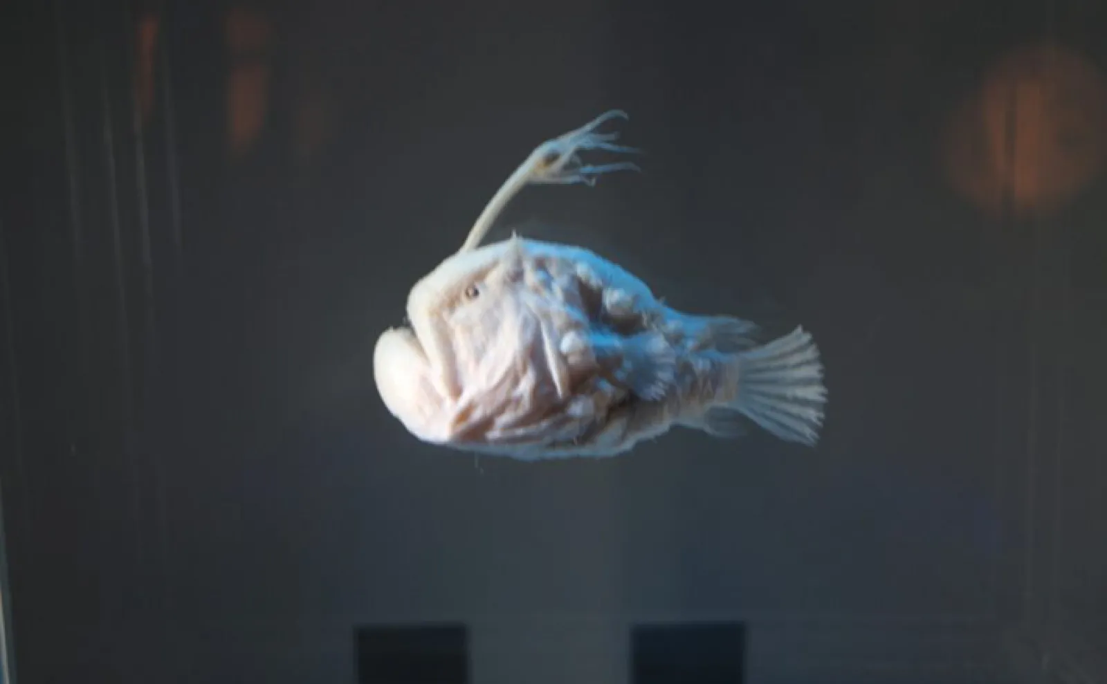 【激レア深海魚】チョウチンアンコウの一種 液浸標本 23459804_m-884x600-1_l.jpg.webp