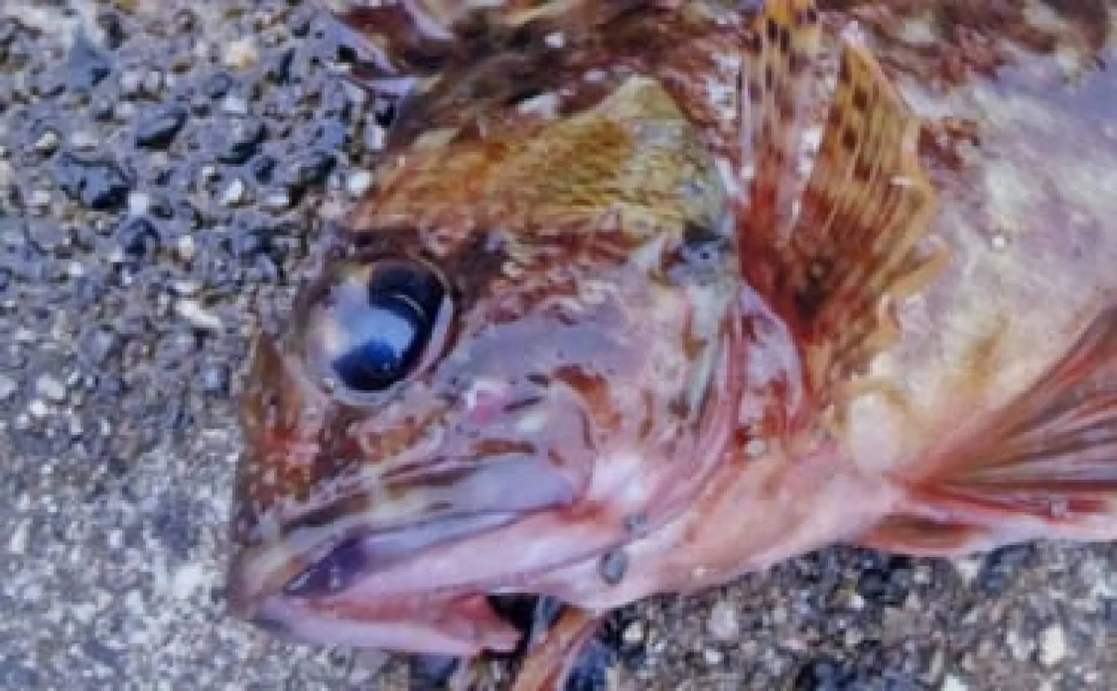 消波ブロック帯で根魚釣り【三重・千代崎漁港】ブラクリ仕掛けでカサゴ