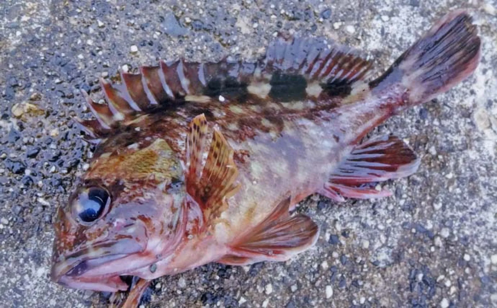 消波ブロック帯で根魚釣り【三重・千代崎漁港】ブラクリ仕掛けでカサゴ