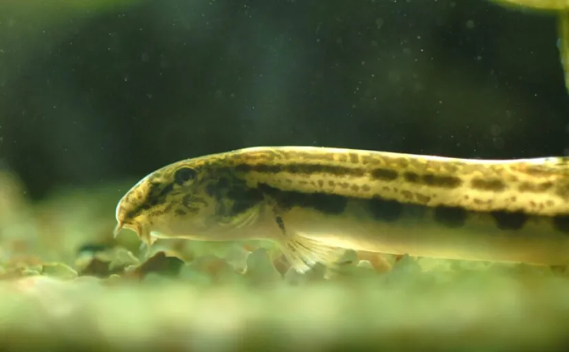 3つの呼吸方法を併用する淡水魚『ドジョウ』 不思議な生態と適応力の秘密とは?