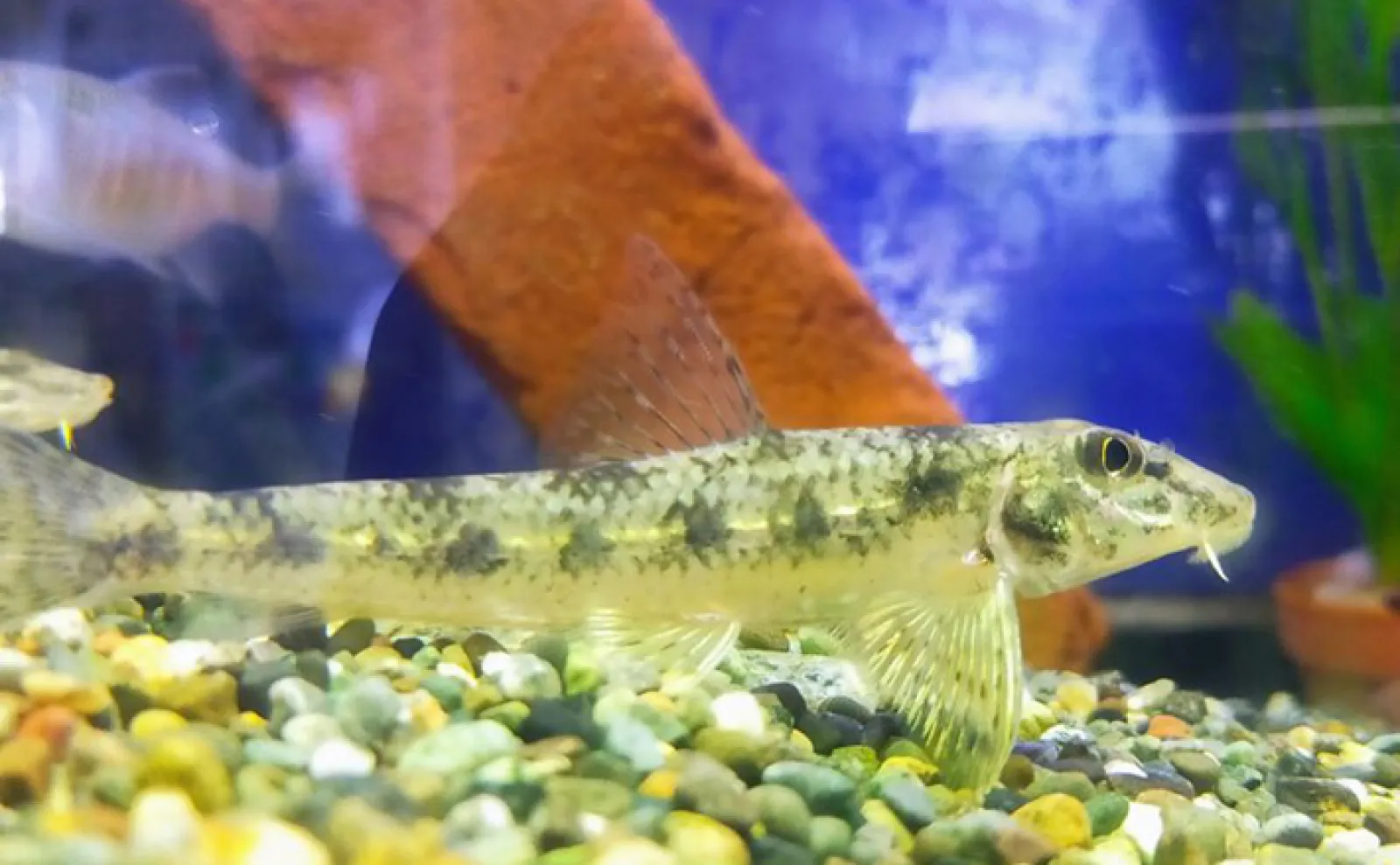 名前にだまされないで！」 海の魚っぽい名前を持つ淡水魚たち | 釣り