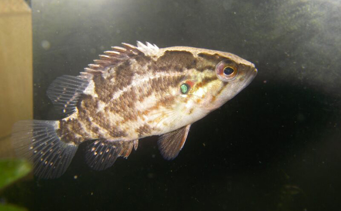 名前にだまされないで！」 海の魚っぽい名前を持つ淡水魚たち | 釣り