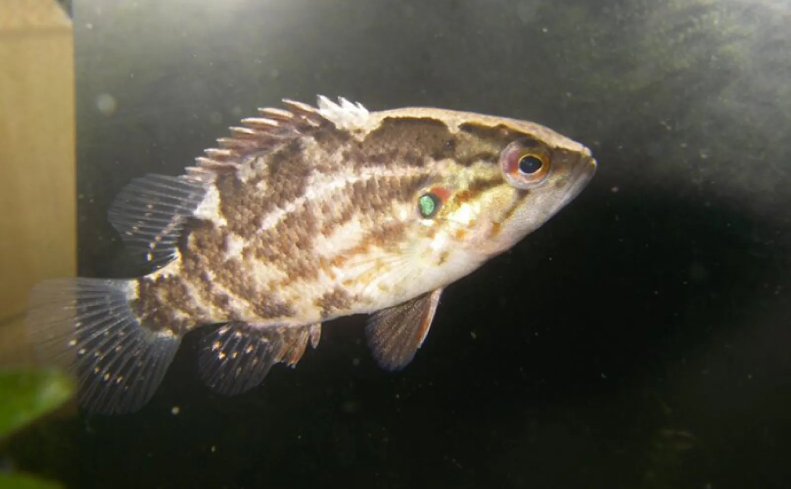 名前にだまされないで!」 海の魚っぽい名前を持つ淡水魚たち | 釣り 名前にだまされないで!」 海の魚っぽい名前を持つ淡水魚たち | 釣り