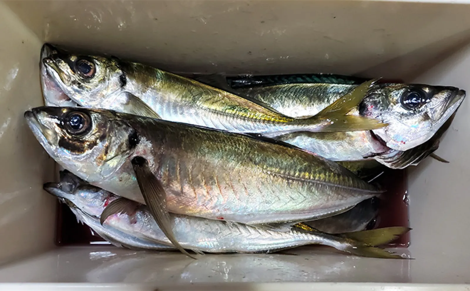 直江津港第3東防波堤で春の大アジを釣ろう！【投げサビキ・カゴ釣り