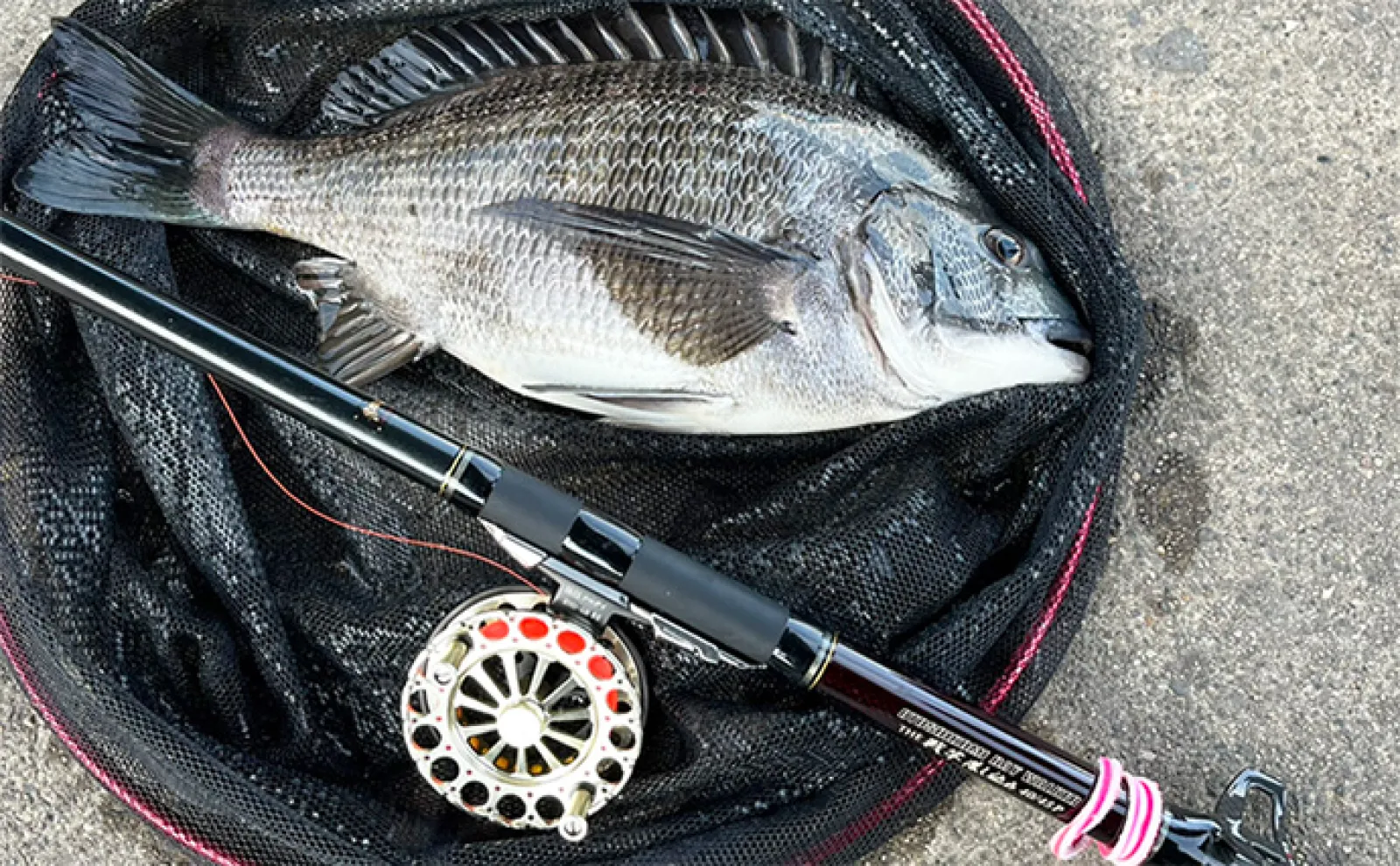 名古屋港での落とし込み（ヘチ）釣りで44cmクロダイを手中 ヒット