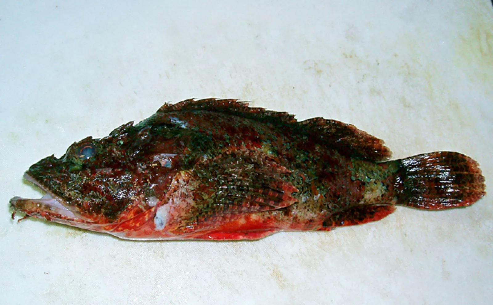 岩だと思ったら動いた！」擬態が得意な有毒魚『サツマカサゴ』の生態