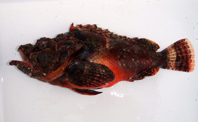 岩だと思ったら動いた！」擬態が得意な有毒魚『サツマカサゴ』の生態