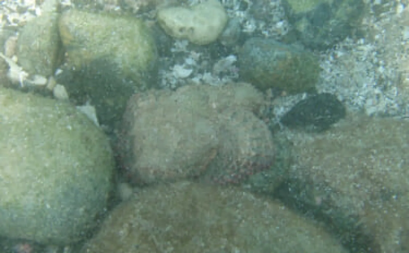 岩だと思ったら動いた！」擬態が得意な有毒魚『サツマカサゴ』の生態