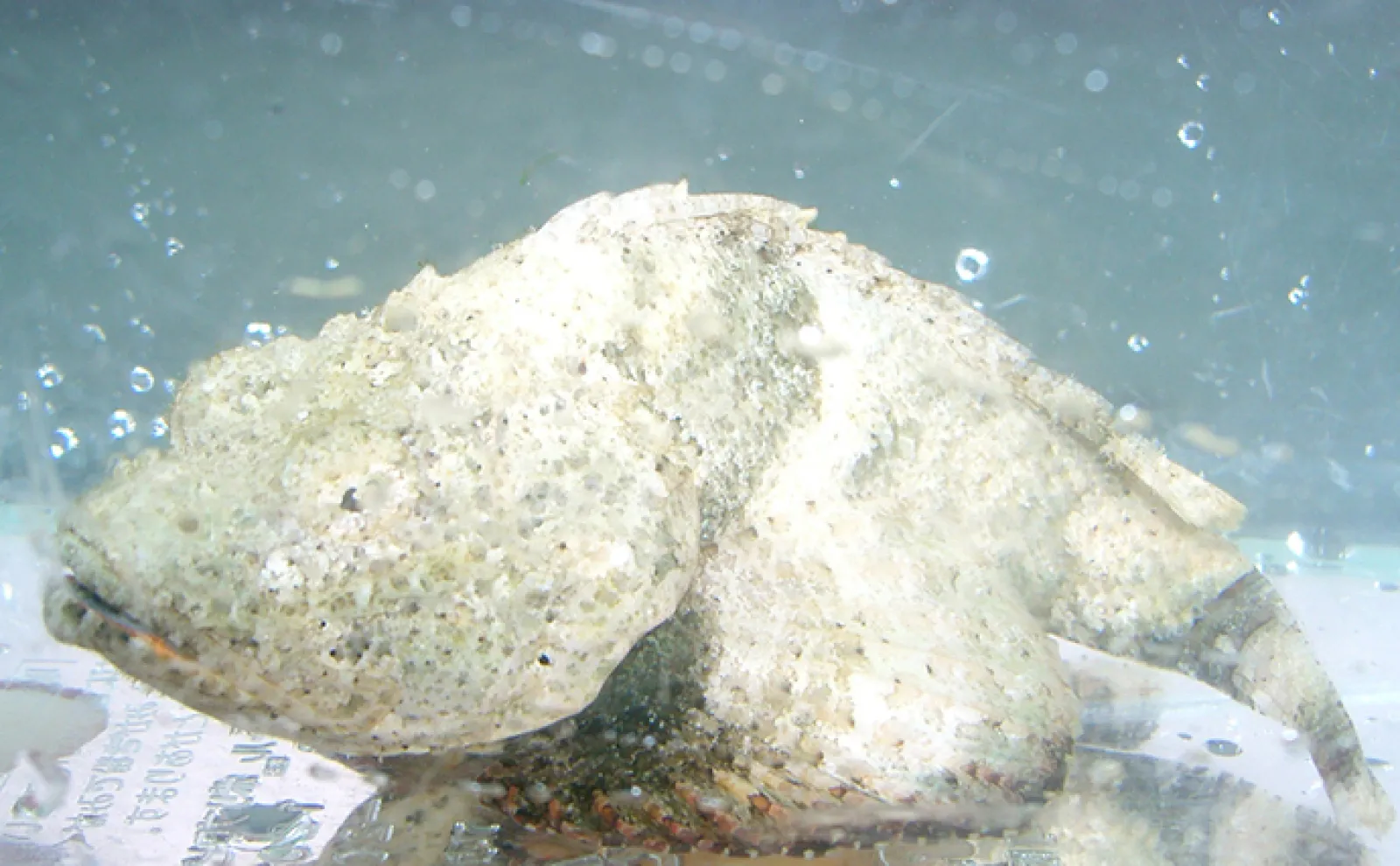 岩だと思ったら動いた！」擬態が得意な有毒魚『サツマカサゴ』の生態