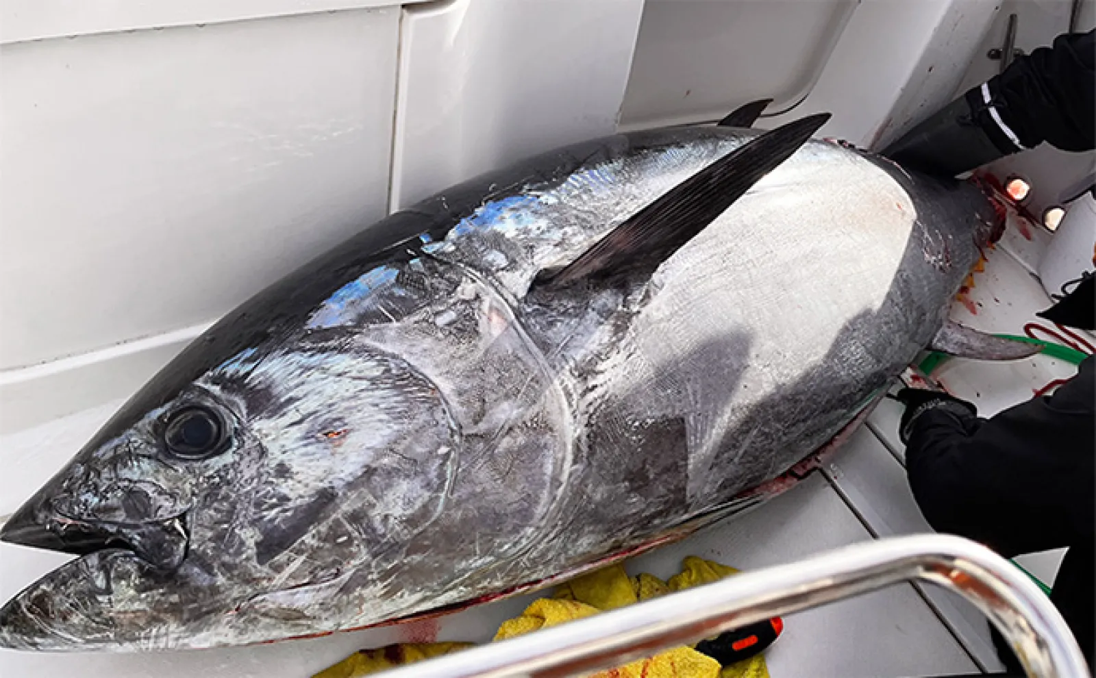 巨大クロマグロを釣った後はどうする？」 海上処理と持ち帰りに必要な