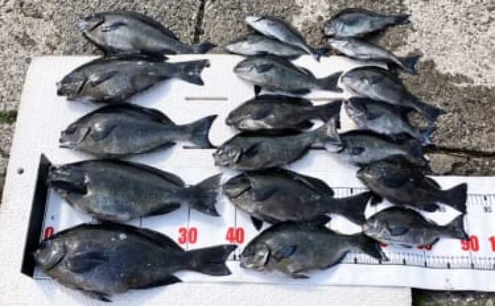 磯フカセ釣りで35cm頭に良型グレが連発！【三重・アゴ島】潜り潮
