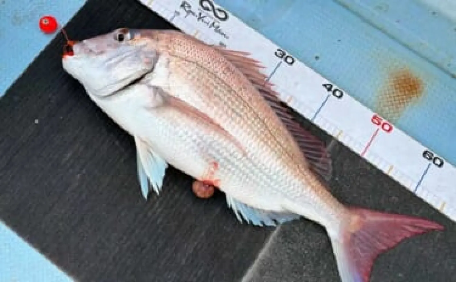 熊本タイラバ釣行で65cm春マダイをキャッチ【涼結丸】水温変化ゆえの低