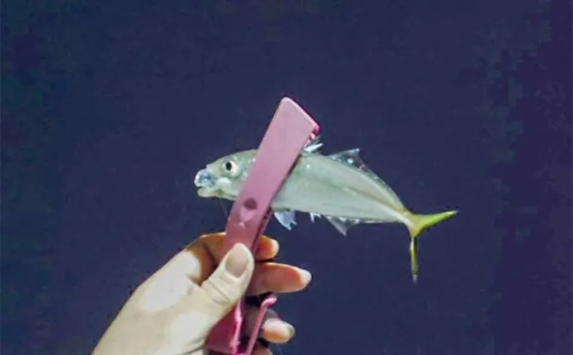 ナイトアジング釣行でアジ連発【三重・紀伊長島～尾鷲】ゲスト多彩で五目釣りも達成