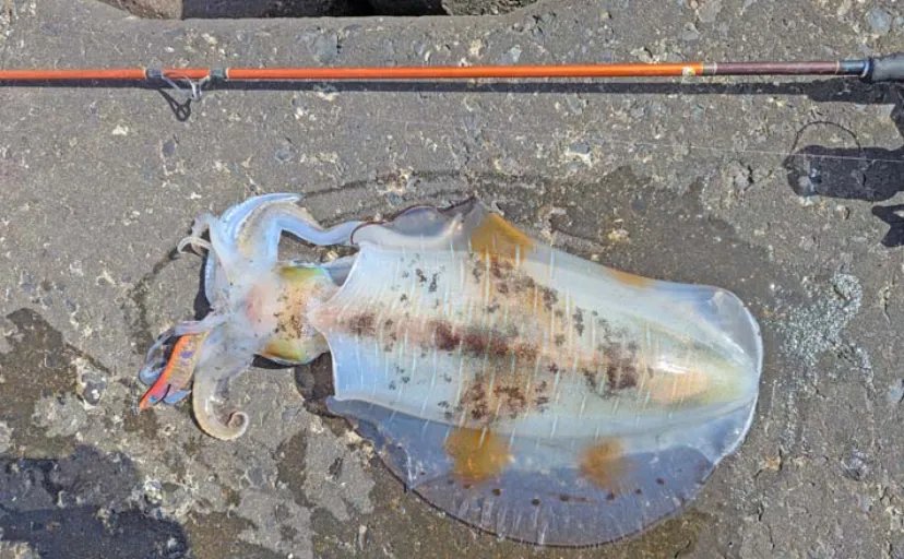 陸っぱりエギング釣行で2kg超アオリ浮上！【熊本・天草】必殺スイッチ釣法が的中？