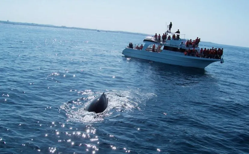 【海の巨大生物】クジラ・ジンベエザメ・ダイオウイカの知られざる魅力