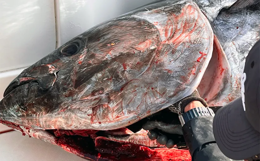 「巨大クロマグロを釣った後はどうする？」 海上処理と持ち帰りに必要な装備を徹底解説