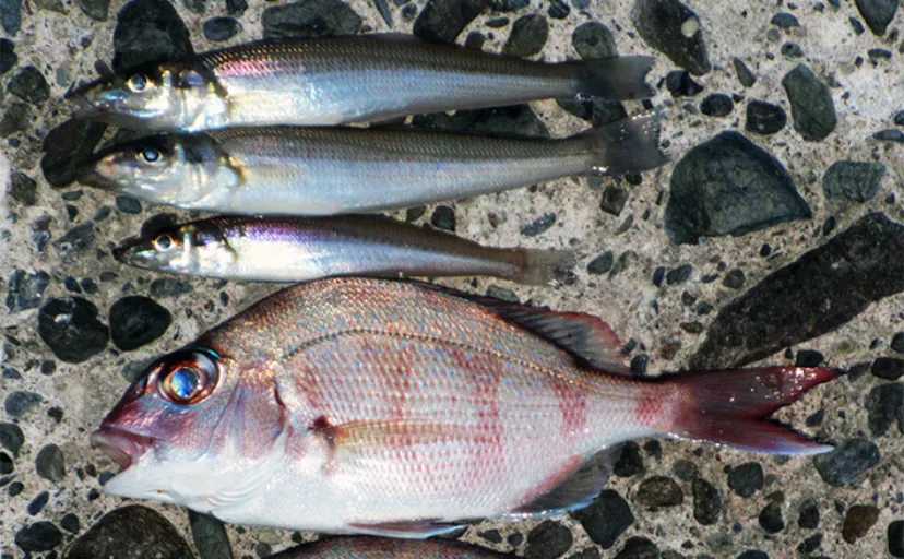 早春のキス投げ釣りで本命3匹をキャッチ【和歌山】夕方の上げ潮＆風裏でヒット集中
