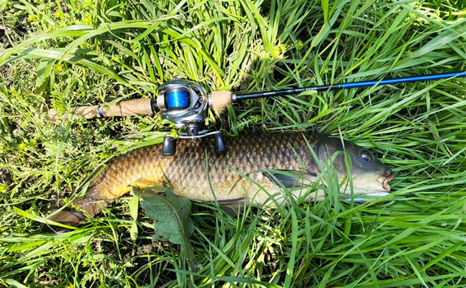 川でコイ釣りされる方　必須 コイの特徴と釣り方 | SHIMANO シマノ