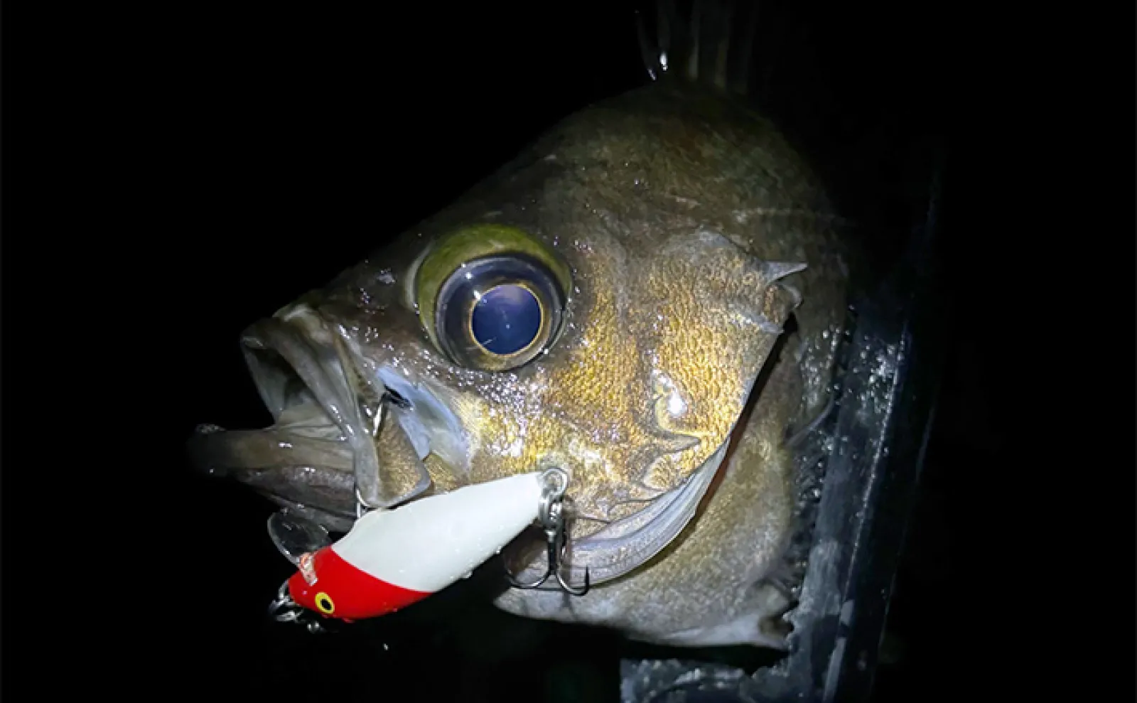 製品パッケージの表記って読んでる？」 初めて買ったルアーで魚を釣る