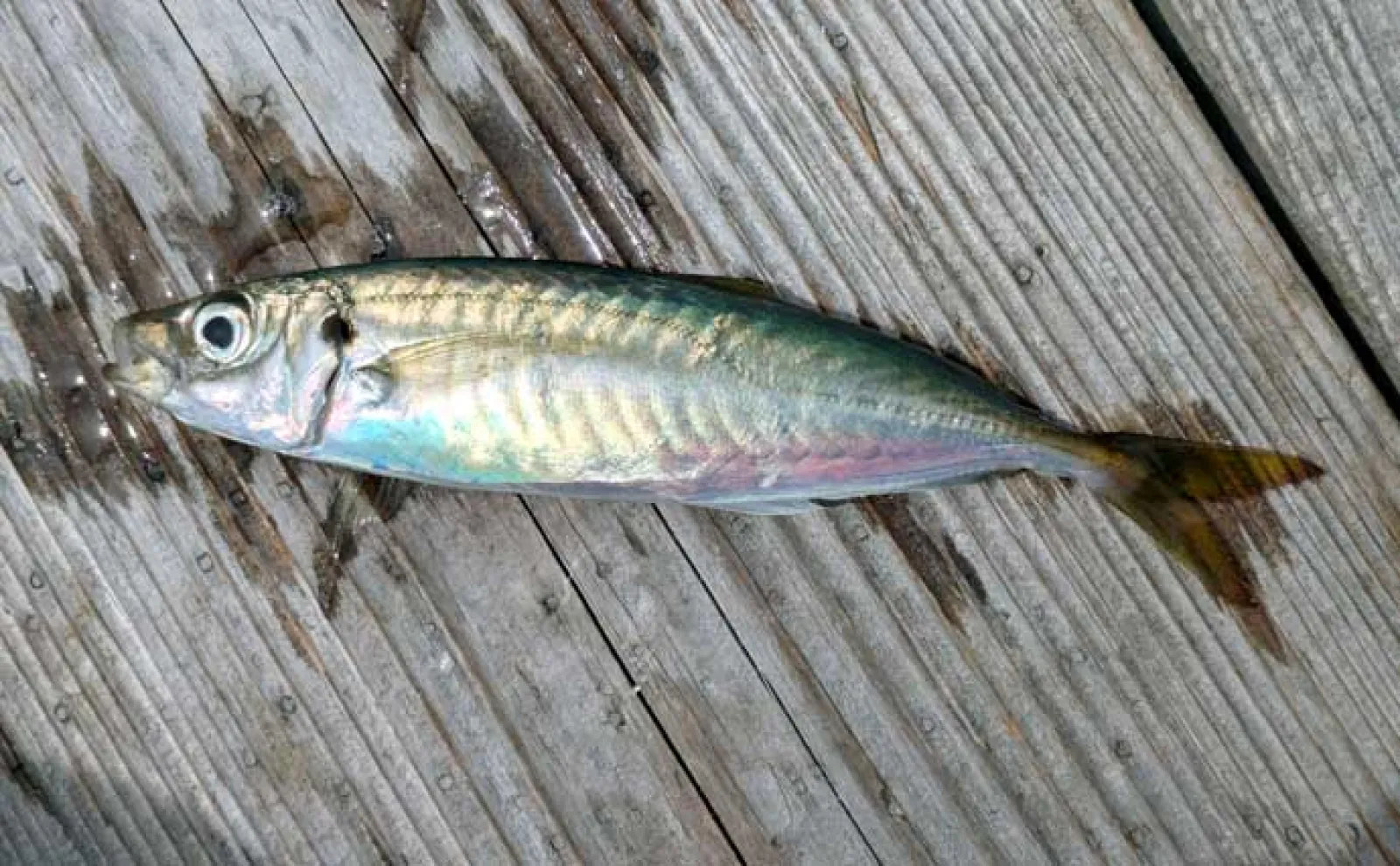 イカダのサビキ釣りでアジ爆釣【三重・迫間浦】アオリイカはヤエン＆エギングで不発