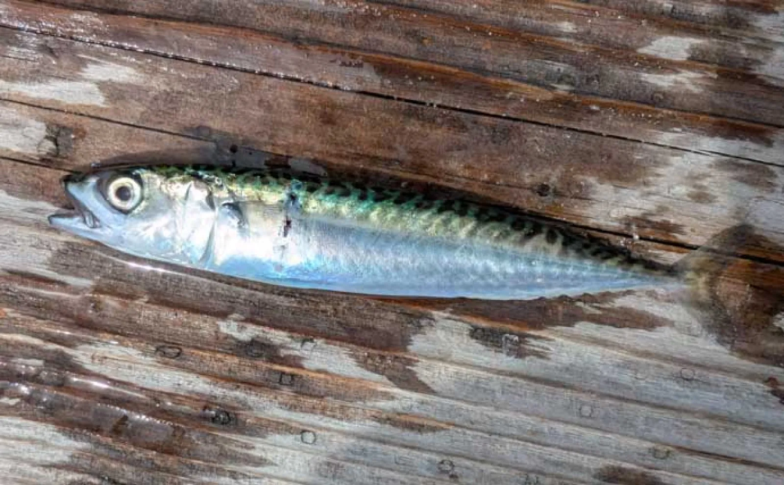 イカダのサビキ釣りでアジ爆釣【三重・迫間浦】アオリイカはヤエン＆エギングで不発