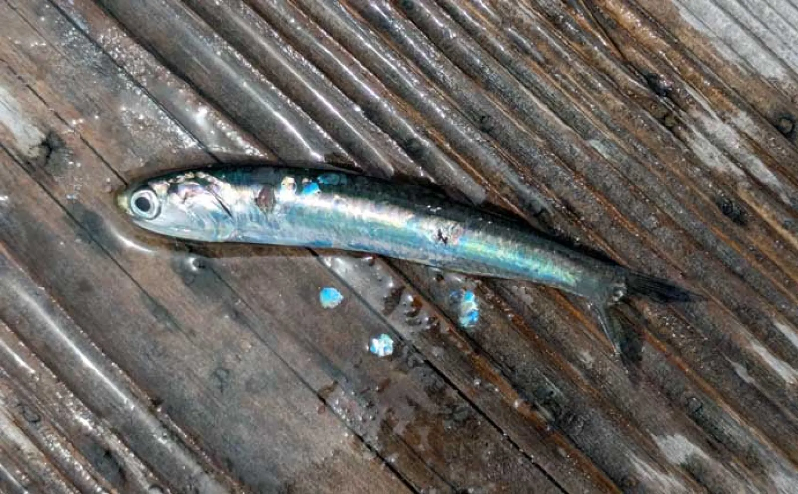 イカダのサビキ釣りでアジ爆釣【三重・迫間浦】アオリイカはヤエン＆エギングで不発