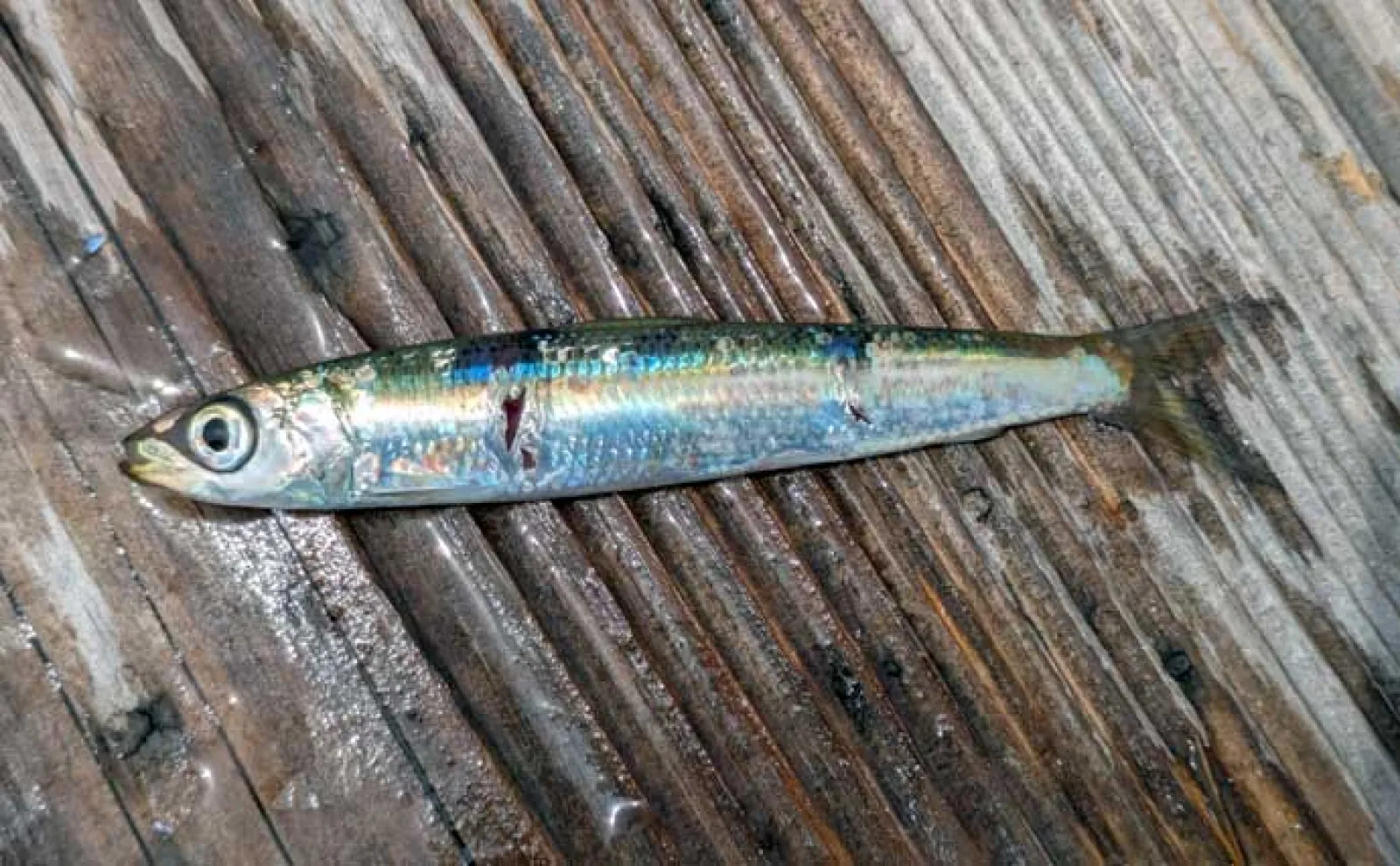 イカダのサビキ釣りでアジ爆釣【三重・迫間浦】アオリイカはヤエン＆エギングで不発