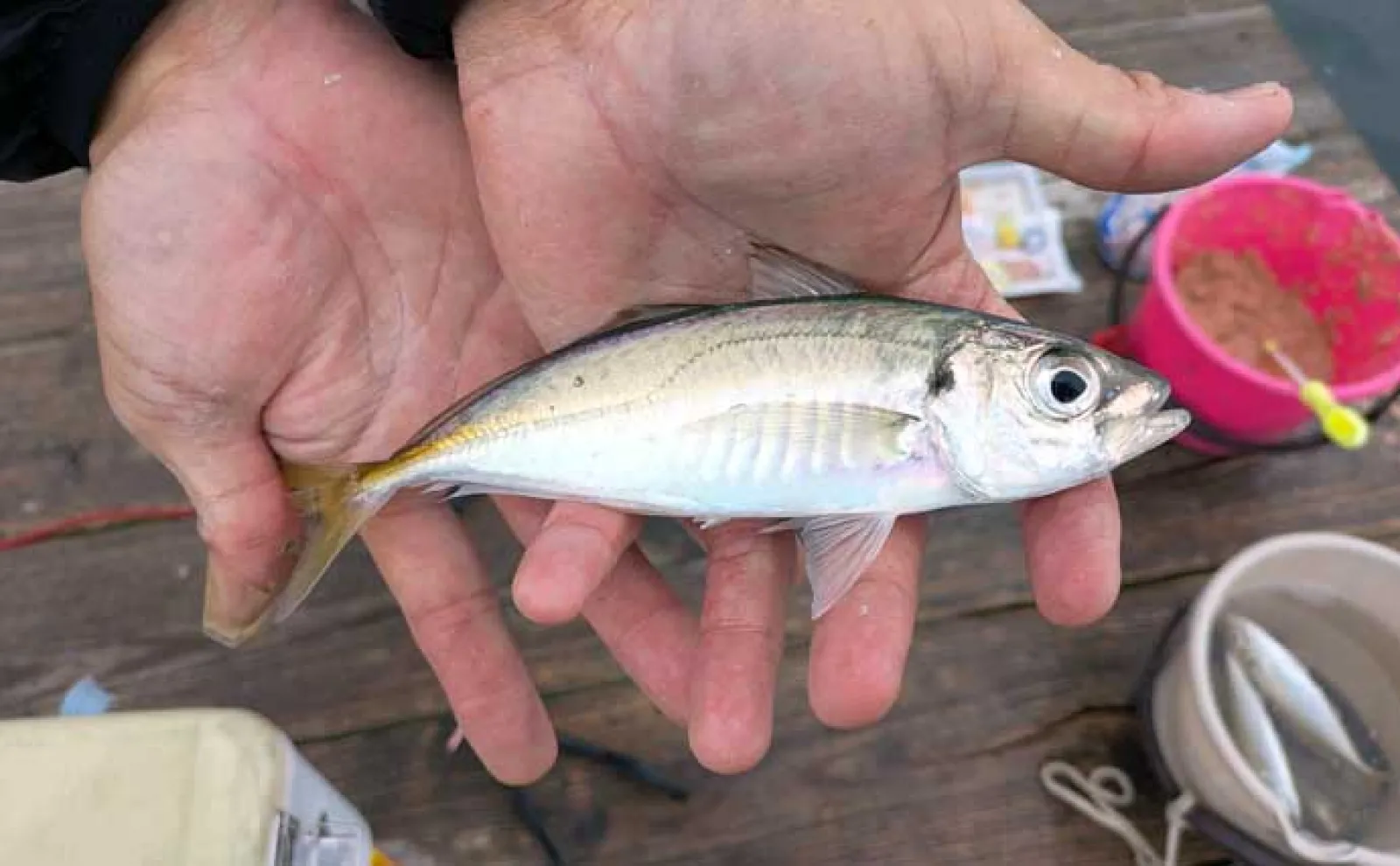 イカダのサビキ釣りでアジ爆釣【三重・迫間浦】アオリイカはヤエン＆エギングで不発