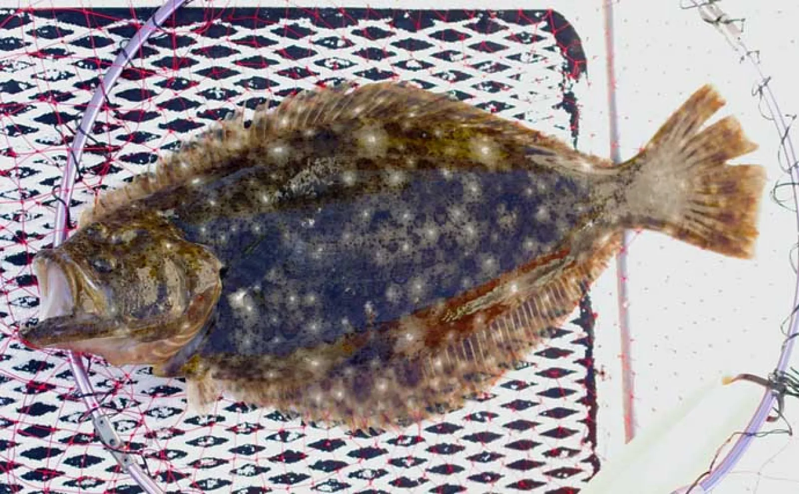サーフエリアでのボートルアー釣行で51cmヒラメに55cmマゴチをキャッチ