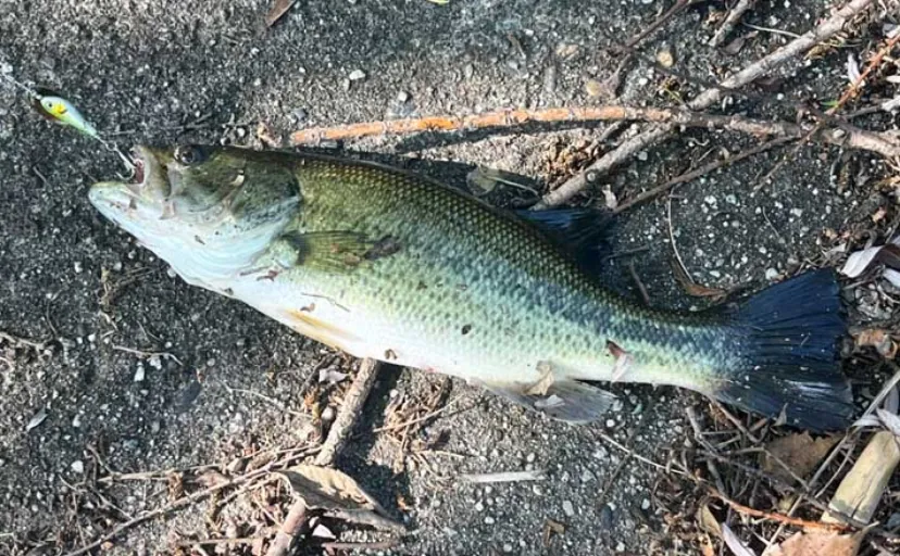 100均サビキでブラックバスが釣れた！」豊田市水源公園のスレたバスに