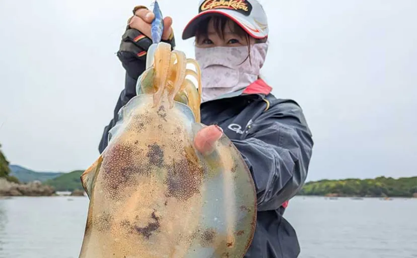 イカダで1kg超え含み良型アオリイカ5杯【三重・迫間浦】エギング＆ヤエンでキャッチ