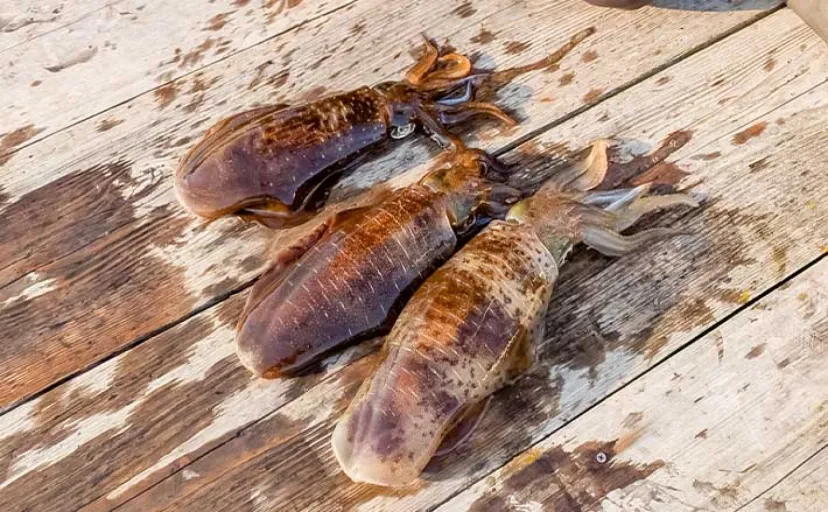 イカダのヤエン釣りで1.24kgのアオリイカを確保【三重・迫間浦】エギングでも良型キャッチ