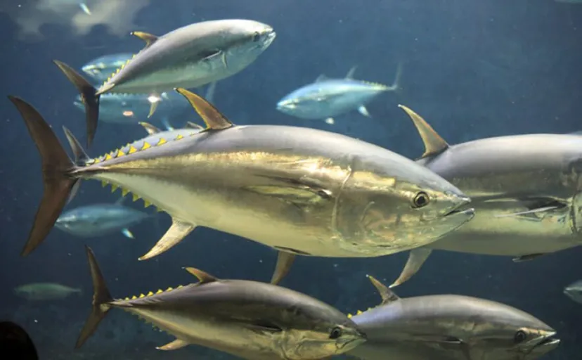 東京で獲れたクロマグロのブランド化が進む 伊豆諸島の高級魚に注目集まる