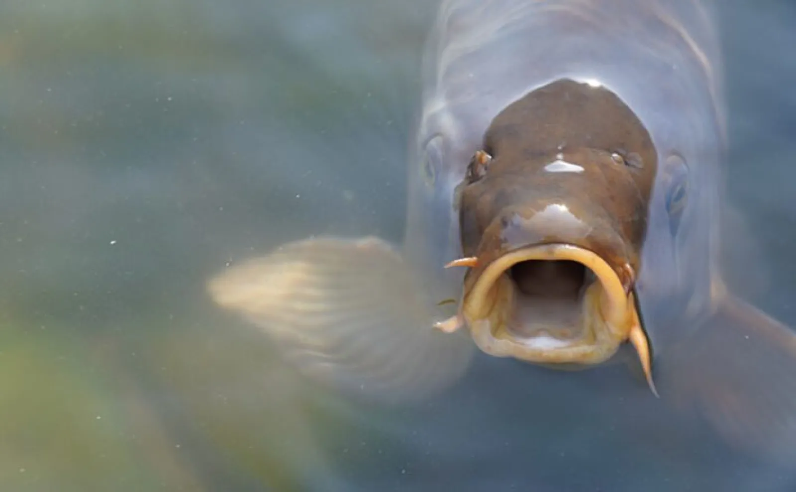 鯉は年々魚の贈物をしている 31864016_m_l.jpg.webp