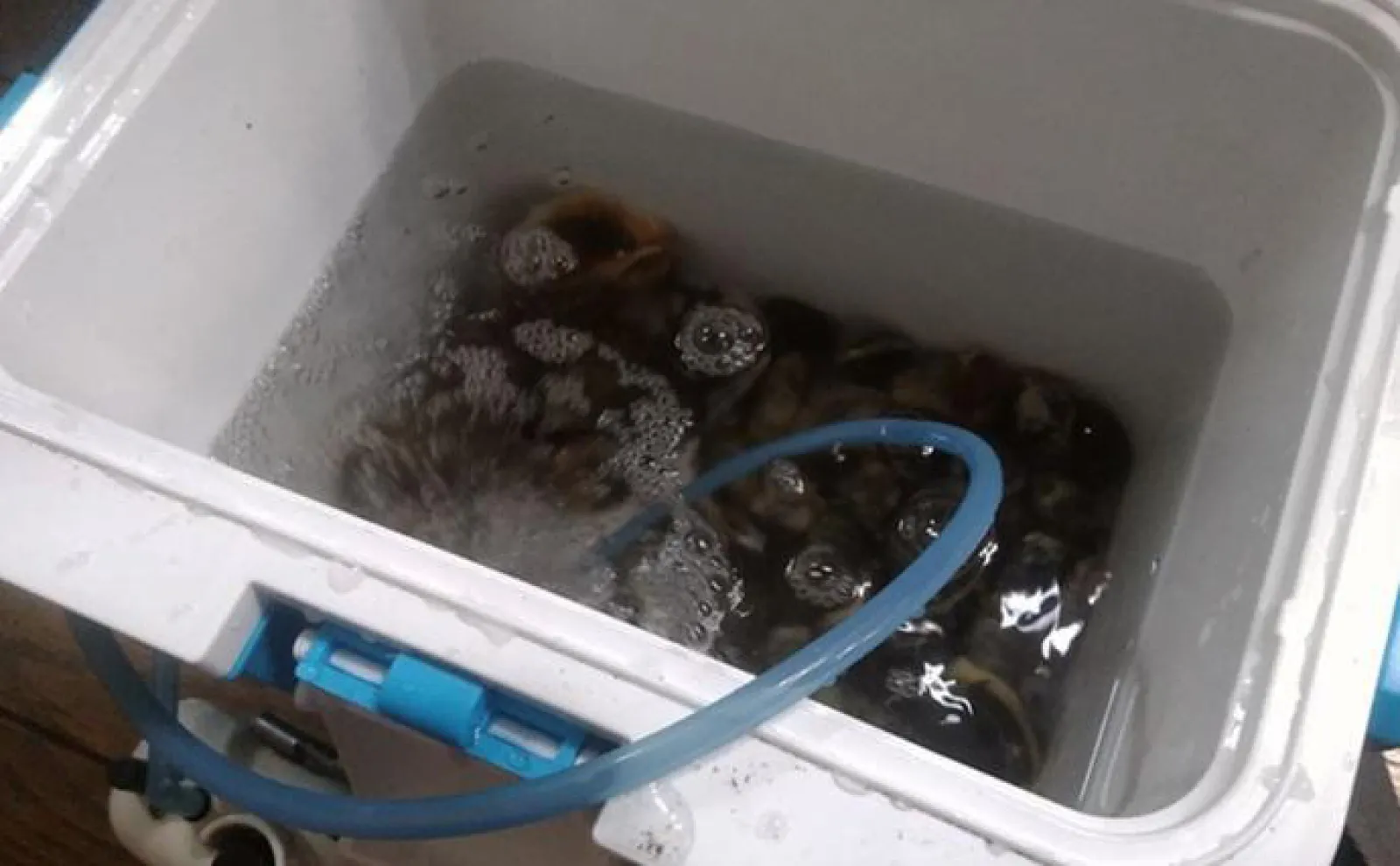 潮干狩りで採った【アサリの砂抜き】完全ガイド 帰ったらすぐ食べ