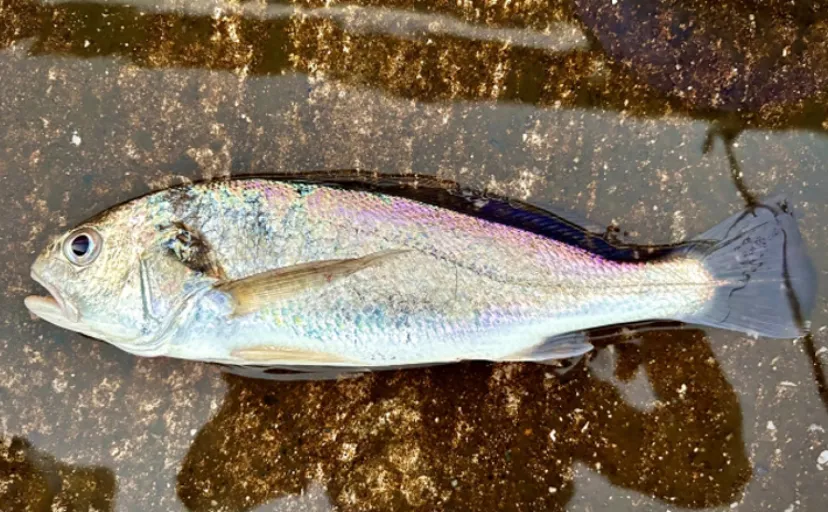 刺身で美味しい「グチ」ってどんな魚？　釣られると「ブウブウ」愚痴を言う