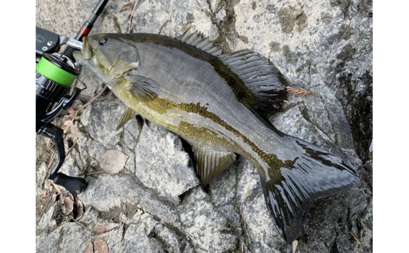 特定外来生物「コクチバス」を釣って駆除する大会が開催される 清流に住むバスは美味!