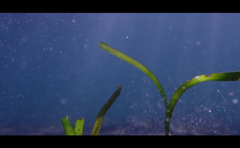 魚の動きを阻む海の中の【見えない壁】とは? 広大な海を自由に冒険できないワケ