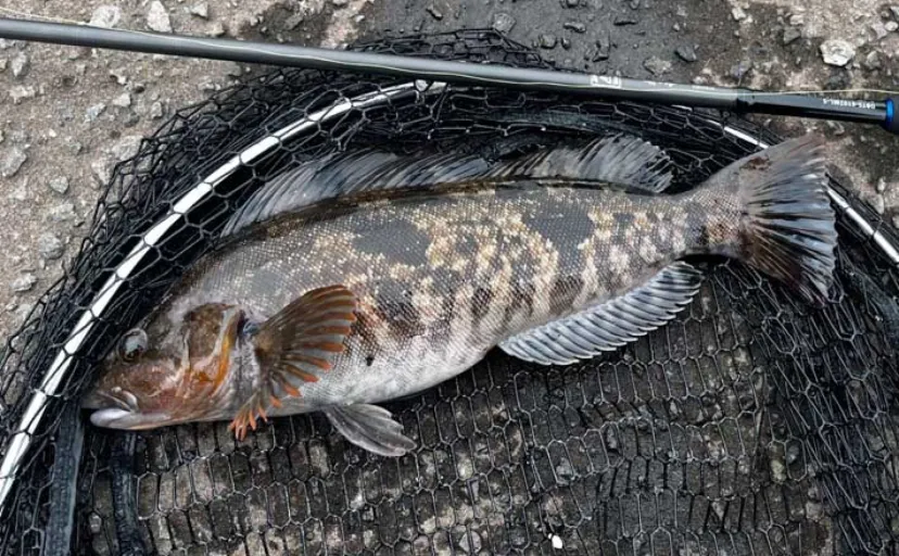 札幌近郊ロックフィッシュゲームで腹パン「アイナメ」キャッチ成功！【北海道・日本海エリア】